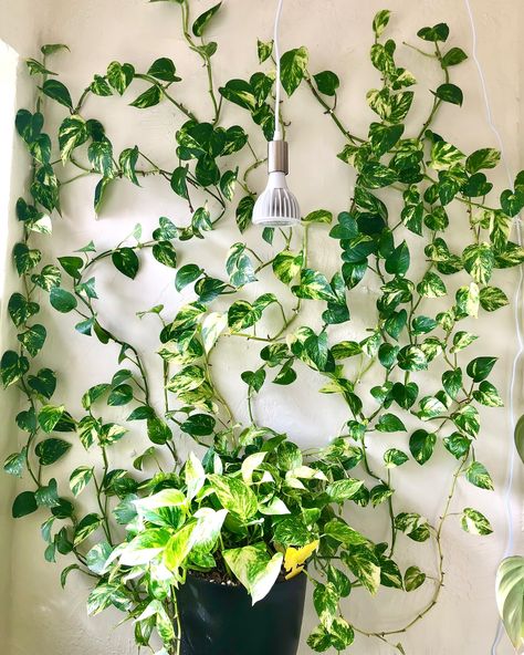 🌿POTHOS GROWTH PROGRESS | Share + Save 🌿 These posts are my favorite to make because I feel like I don’t realize how much my pothos wall has grown until I look back at old pictures and videos! Since 2022, this plant has been repotted 6 times, gotten a new plant pot and stand, has lost a lot of leaves and vines but also grown a lot of new ones! What do you think it will look like next year? Also comment CLIPS if you want the info for the plant vine clips I use to attach the plant to the wa... Pots For Pothos Plants, Pothos On Wall, Vining House Plants, Pothos Wall, Golden Pathos, Pathos Plant, Pothos Plant Care, Plant Architecture, Gardening Indoors