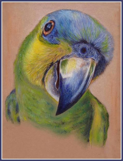 Parrot Drawing Colored Pencil, Pencil Colours Art Drawings, Noxus League Of Legends, Macaw Art, Parrot Tattoo, Parrot Drawing, Pencil Inspiration, Brazil Art, Soft Pastels Drawing