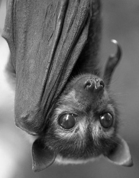 Short black fur, but can sometimes also have a reddish-brown or yellow-brown collar. Its belly fur can have a frosted appearance if the fur is flecked with grey tips. The lower legs of this bat are unfurred and faint red-brown eye rings may be present. It is quite a large flying-fox with weights ranging from 500 – 1000 g. Forearm length up to 19 cm. Bat Photos, Fox Bat, Zelda Tattoo, Bat Art, Bat Tattoo, Baby Bats, Cute Bat, Black Animals, White Photo