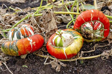 Turban Squash Recipe, Natural Trellis, Turban Squash, Winter Squash Varieties, Buttercup Squash, Types Of Pumpkins, Pumpkin Varieties, Squash Varieties, Kitchen Gardens