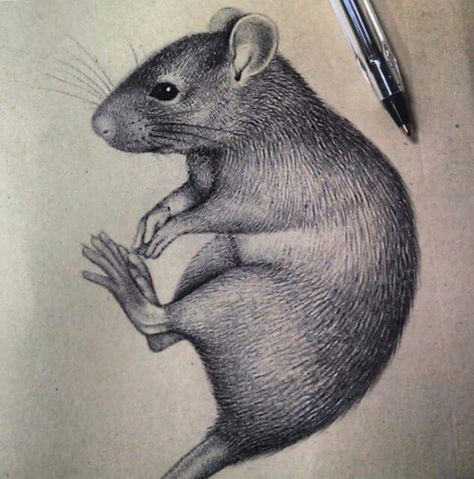 amazingly realistic ink drawing of rat                                                                                                                                                                                 More Rat Tattoo, Tier Tattoo, Mouse Drawing, Animal Illustration Art, Cute Rats, A Rat, Pet Rats, Arte Animal, Realistic Drawings