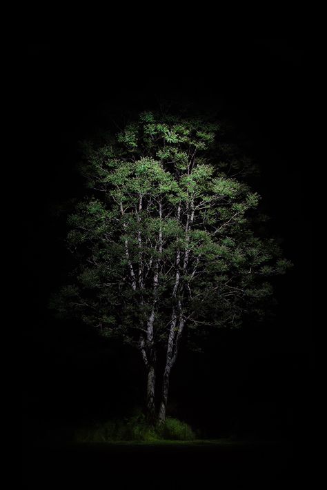 Tree In Night, Black And Green Wallpaper, Depth Effect Wallpaper, Trees At Night, Lighting Mood, Red Background Images, Amoled Wallpapers, Nature Iphone Wallpaper, Film Photography Tips