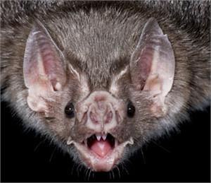 Bat Face Bat Pics, Bats Unit, Bat Facts, Bat Photos, Bat Tattoo, Cute Bat, Vampire Bat, Creatures Of The Night, Zoology