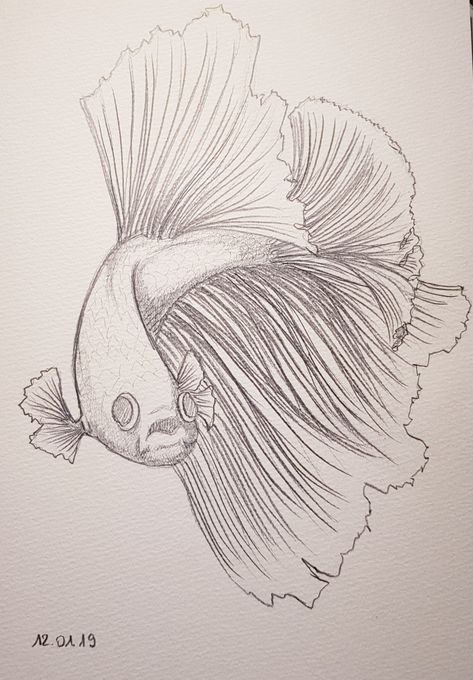 #bettafish #drawing #pencildrawing #fish Beta Fish Sketch, Betta Fish Sketch, Betta Drawing, Betta Fish Drawing, Beta Fish Drawing, Betta Fish Tattoo, Fish Sketch, Koi Fish Drawing, Sea Drawing