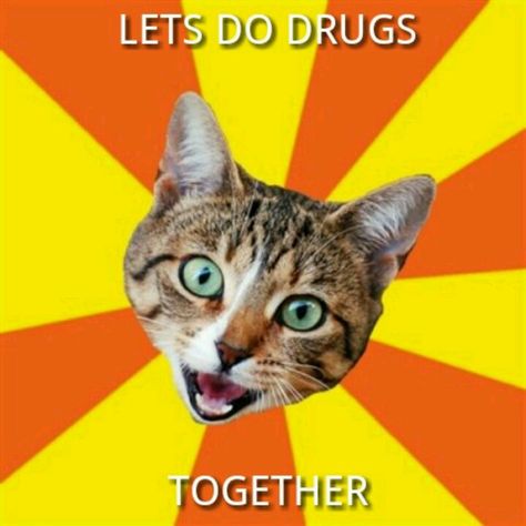 Lets do drugs together Cats Humor, Cat Lol, Bad Advice, Funny Bunnies, Cat Funny, Comic Sans, Warrior Cat, Know Your Meme, Cat Cat