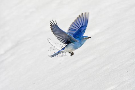 Mountain Bluebird (Sialia currucoides) Bluebird Flying, Bluebird Tattoo, Mountain Bluebird, Tattoo Back, Alter Ego, Bluebird, Back Tattoo, Paloma, Blue Bird