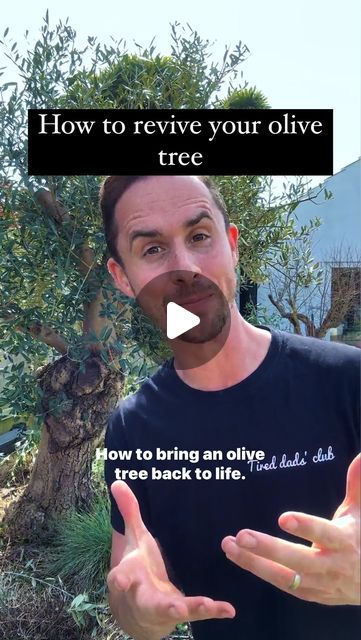 Michael Griffiths on Instagram: "How to revive a dead olive tree Do you have an olive tree that looks spindly with bare branches and peacock spot on the leaves? You can bring it back, this is how. Number one, it needs a really good prune, you might think the best thing is to leave it alone but that’s not going to help. Number two, watering, this is where lots of people go wrong. Yes they’re drought tolerant plants but if you want them to look their best they need a good soaking at least once a week through through the growing season. Number three, Feeding. Olives are not hungry trees, you can absolutely give them a dedicated feed but a tomato feed every 6 weeks throughout the growing season is good enough. #olivetree #olivetrees #gardening #instagarden #gardeninspiration" What To Do With Olives From Tree, How To Grow Olive Tree From Seed, How To Take Care Of Olive Tree, Pruning Olive Trees, Olive Tree Varieties, Olive Trees Garden, Replant, Drought Tolerant Plants, Olive Tree