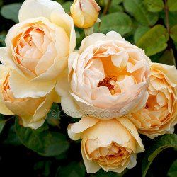 Apricot Garden, Vintage Garden Ideas, Picking Garden, Cottage Garden Roses, Jude The Obscure, Rooting Roses, Tattoo Plant, Garden Escape, Three Roses