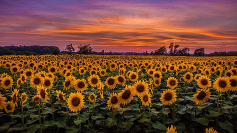 Download wallpaper 1366x768 sunflowers, field, sunset, sky, clouds tablet, laptop hd background Fotos Hd 4k, Sunflowers Field, Ed Wallpaper, 1366x768 Wallpaper, Sunflower Iphone Wallpaper, 1366x768 Wallpaper Hd, Field Wallpaper, Sunflowers Background, Wallpaper Estetika