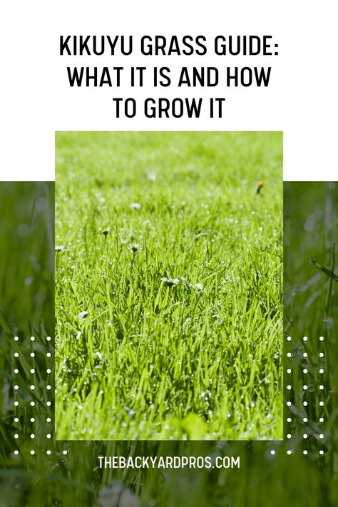 Discover the Lush Beauty of Kikuyu Grass: Your Ultimate Guide to Growing the Perfect Lawn! 🌿✨ Dive into our guide, packed with expert tips to unlock the secrets of nurturing a vibrant Kikuyu lawn. Get ready to transform your outdoor space into a captivating oasis that will make your neighbors green with envy! 💚🏡 Bermuda Grass, Lush Lawn, Erosion Control, Soil Testing, Green With Envy, Clay Soil, Green Lawn, Backyard Projects, Drought Tolerant