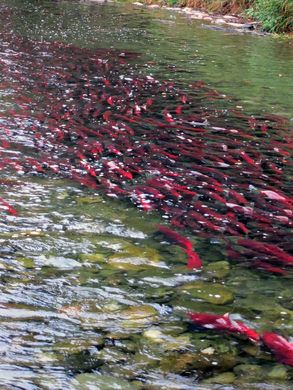 Every four years, millions of salmon fill a river so densely that its waters appear deep crimson. Salmon Swimming, Kamloops British Columbia, Doc Rivers, Forest Falls, Fly Fishing Art, Kamloops Bc, Rivers Edge, Salmon River, Fishing Art