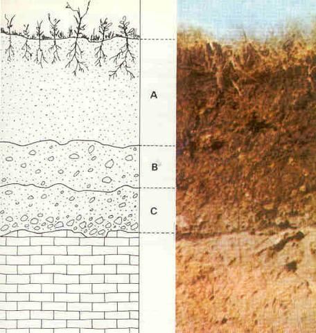 Earth Surface, Soil Layers, Soil Health, Middle School Science, The Soil, Science Lessons, Teaching Materials, Earth Science, Civil Engineering