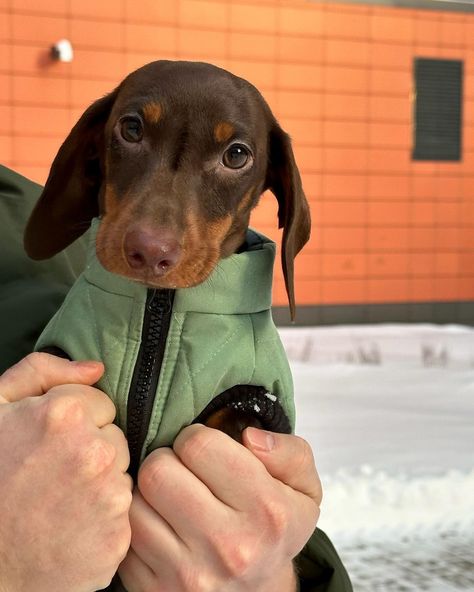 Bruno | Chocolate dachshund | Такса 🐶🤎 (@bruno.chocoboy) • Instagram photos and videos Chocolate Dachshund, Coverall Jumpsuit, Hybrid Dogs, Cinched Waist, Dillard's, Dachshund, Free People, Cute Dogs, Wide Leg