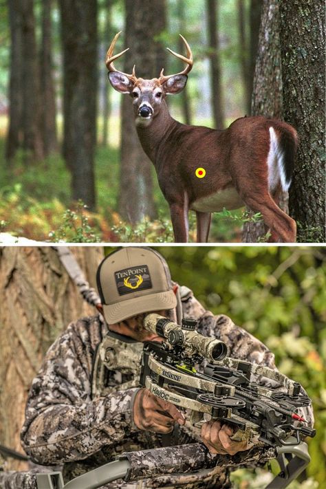 The Do’s and Don’ts of Crossbow Shot Placement on Whitetails Deer Hunting Essentials, Deer Shot, Light Academia Decor, Hunting Essentials, Whitetail Deer Hunting, Survival Essentials, Deer Hunting Tips, Crossbow Hunting, Hunting Tips