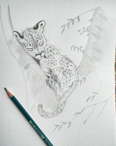 #wip #bigcats #jaguar #leopard #feline Leopard Sketch, Leopard Drawing, Jaguar Leopard, Leopard Cub, Sleeping Animals, Sleeping Kitten, Animal Drawing, Cats Artists, Cat Drawing