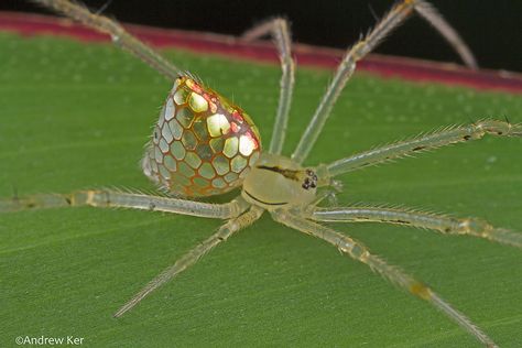 This isn’t a stained-glass sculpture or piece of delicate jewelry – it’s a real live spider. Mirror Spider, Spider Species, Pet Spider, Cool Bugs, Spooky Spiders, Akhal Teke, A Bug's Life, Beautiful Bugs, Creepy Crawlies