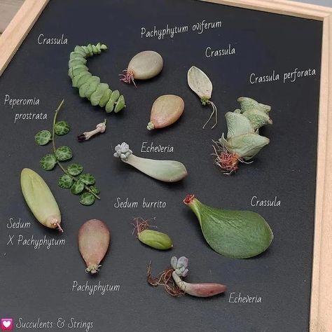 Types Of Succulents Plants, Succulent Garden Landscape, Plant Goals, Succulent Garden Diy, Types Of Succulents, Inside Plants, Growing Succulents, Succulent Gardening, Plant Decor Indoor