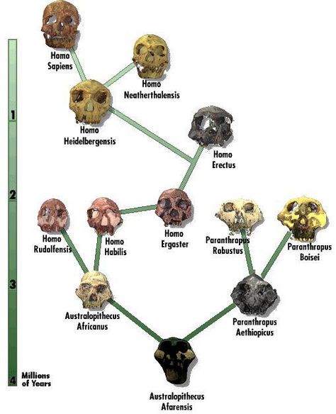 the hominid family tree... Human Evolution Tree, Biological Anthropology, Homo Habilis, Prehistoric Man, Forensic Anthropology, Third Grade Science, Theory Of Evolution, Science Guy, Human Evolution