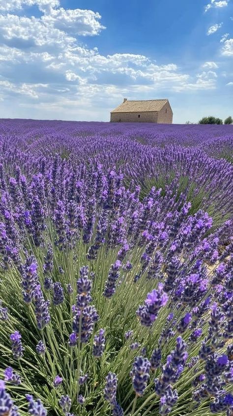 A charming old stone house stands amidst a breathtaking lavender field in Provence on a sunny summer day, with blue stock photography Lavender Fields Photography, Sunny Summer Day, Old Stone Houses, Rain Art, Lavender Aesthetic, Blue Photo, Lavender Field, Lavender Farm, Fields Photography