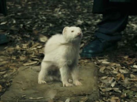 MadEye transfigures Malfoy into a ferret Ferret Draco, A Ferret, Tom Felton Draco Malfoy, Tom Felton, My Father, Draco Malfoy, Ferret, Home Ideas