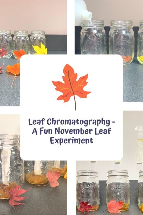 The colors on the trees are changing and the nights are getting colder. So let’s see what colors are hidden in the fall leaves with a fun Leaf Chromatography Experiment! Leaf Experiment, Chromatography Experiment, The Nights, Fall Leaves, In The Fall, The Fall, Autumn Leaves, Trees