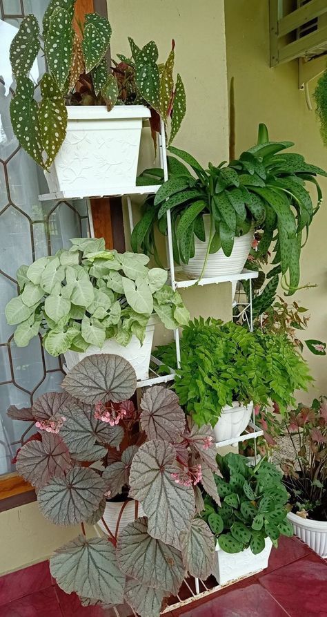 Indoor Plants Ideas Decor, Hanging Plant Indoor, Growing Avocado, Plant Stand Decor, Indoor Plant Ideas, Inner Garden, Indoor Plants Styling, Grow Avocado, Indoor Flowering Plants