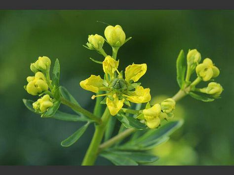 Beautiful Rue Flower, Ruta Graveolens, Small Yellow Flowers, Flowering Shrubs, Evergreen Shrubs, Oil Uses, Essential Oil Uses, Medicinal Herbs, Hedges