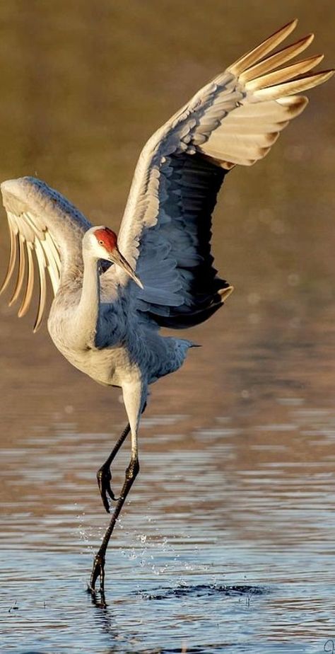 Point Photography, Ryan Evans, Sandhill Crane, Crowned Crane, Regnul Animal, Crane Bird, Pretty Animals, Nature Birds, Bird Drawings