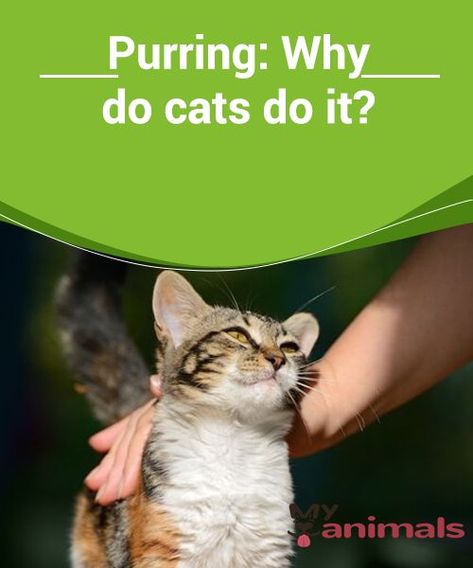 Purring: Why do cats do it?   Experts are still discussing what purring means and how it is generated. We'll tell you everything you've ever wanted to know about cats' purring! Cats Purring, Cat Purring, Purring Cat, Cat Purr, What Cat, Cat Behavior, Cat Facts, Do It, Health