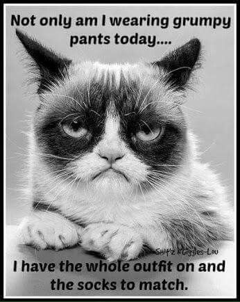 Not only am I wearing grumpy pants today ... I have the whole outfit on and the socks to match. .. ha ha ;) Grumpy Pants, Grumpy Cat Quotes, Grumpy Cats, Happy Kitten, Grumpy Cat Humor, Angry Cat, Cat Quotes, Grumpy Cat, E Card