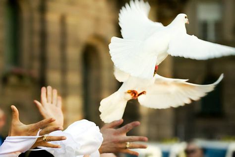 Wedding doves, also known as white doves or release doves, are often used in weddings as a symbol of love, peace, and fidelity. Releasing doves at a wedding ceremony is a tradition that dates back to ancient times, and is believed to bring good luck and blessings to the newlyweds. The release of doves at The post What Is the Meaning of Wedding Doves appeared first on Crystal Clutch. Dove Wedding, Wedding Doves, Bristol Wedding, Black Entertainment, Fruit Of The Spirit, Civil Wedding, Gods Timing, White Doves, Wedding Show