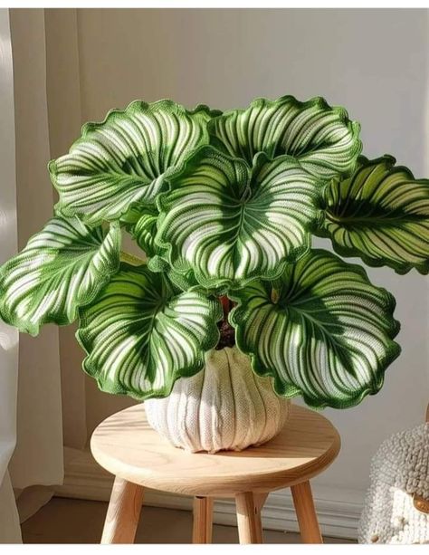 Calathea Orbifolia, Tanaman Indoor, Inside Plants, Plant Decor Indoor, Room Deco, Plant Aesthetic, House Plants Decor, Colorful Plants, House Plants Indoor