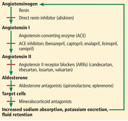 Ace Inhibitors Nursing, Nursing Student Quotes, Ace Inhibitors, Student Quotes, Adrenergic Receptors, Nursing Gifts, Acute Kidney Injury, Pharmacology Nursing, Chronic Kidney