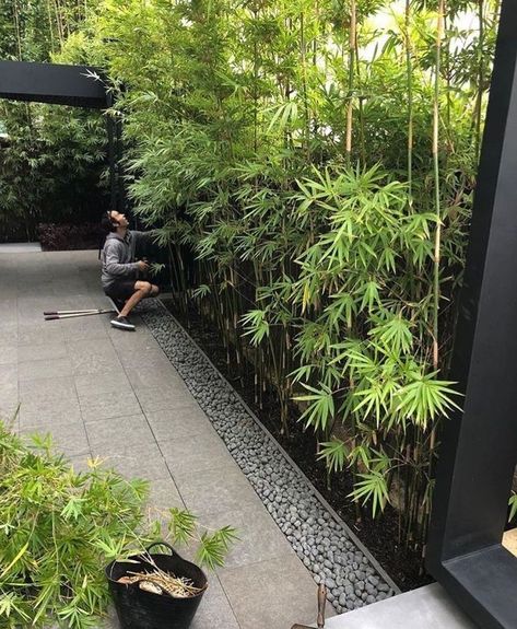 Design Yard House, Asian Inspired Landscaping Front Yards, Bamboo Landscape Ideas, Bamboo Wall Garden, Bamboo Garden Landscaping, Garden Backyard Aesthetic, Bamboo Backyard, Patio Bamboo, Bamboo Landscaping