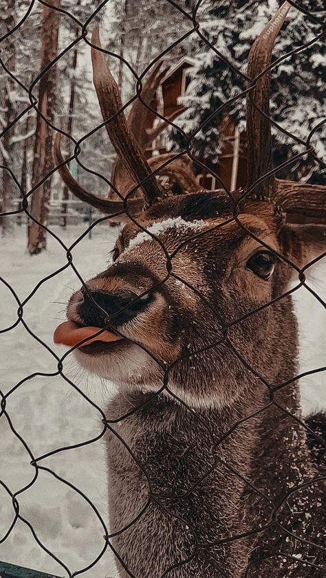 edited by me! dont steal! i have my watermark! Deer Wallpaper, Regnul Animal, Christmas Dreaming, Xmas Wallpaper, Christmas Phone Wallpaper, Cute Christmas Wallpaper, Winter Wallpaper, A Deer, Winter Pictures