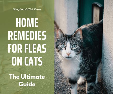 Fleas On Kittens, Fleas On Cats, Natural Flea Remedies, Home Remedies For Fleas, Flea Removal, Flea Remedies, Cat Advice, Cat Hacks, Cat Fleas