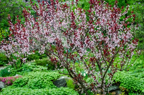 Sand Cherry Shrub, Purple Leaf Sand Cherry, Sand Cherry, North Country, Red Leaves, Delicate Flowers, Fast Growing, Delicate Flower, Outdoor Spaces