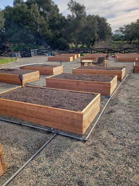 Fill Raised Garden Bed, Greenhouse Homestead, Fill A Raised Garden Bed, Raised Garden Beds Irrigation, Grow Potatoes, Improved Health, Hobby Greenhouse, Gardening Vegetables, Building A Raised Garden