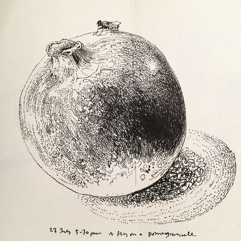 John Hewitt on Instagram: “27 July, 5.30pm. A fly sitting on a pomegranate. #pomegranate #fruit #fly #insect #sketch #drawing #dailysketch #dailydrawing…” Insect Sketch, Fly Insect, Fruit Fly, Pomegranate Fruit, Daily Drawing, Sketch Drawing, Pomegranate, Insects, Sketch