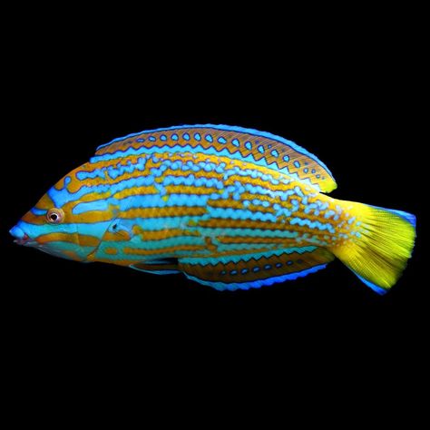 Wrasse Fish, Brain Coral, Salt Water Fish, Marine Aquarium, Marine Fish, Reef Aquarium, Exotic Fish, Reef Tank, Coral Reefs