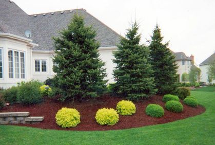 Large Yard Landscaping, Evergreen Landscape, Trees For Front Yard, Landscaping Around Trees, Large Backyard Landscaping, Patio Grande, Beautiful Landscaping, Grasses Landscaping, Front Landscaping