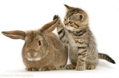 Kitty found a new friend and toy at the same time. Cat And Rabbit, Brown Tabby, Rabbit Photos, Domestic Animals, Animals Friendship, Pet Kitten, Baby Boomer, British Shorthair, Sweet Animals