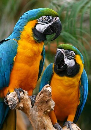 Pair of Colorful Parrots Wallpaper Dog Aesthetic, Animals And Pet Supplies, Blue Gold Macaw, Dog Tattoo Ideas, Birds Photography Nature, Colourful Birds, Aesthetic Dog, Dog Aesthetic, Macaw Parrot