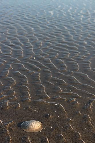 Why This N. Oregon Coast Spot Has So Many Sand Dollars, Brown Waves, Clams Oregon Coast Tide Pools, Oregon Coast Roadtrip, Oregon Adventures, Oregon Trip, Pacific Northwest Travel, Explore Oregon, Oregon Hikes, Oregon Vacation, Oregon Road Trip