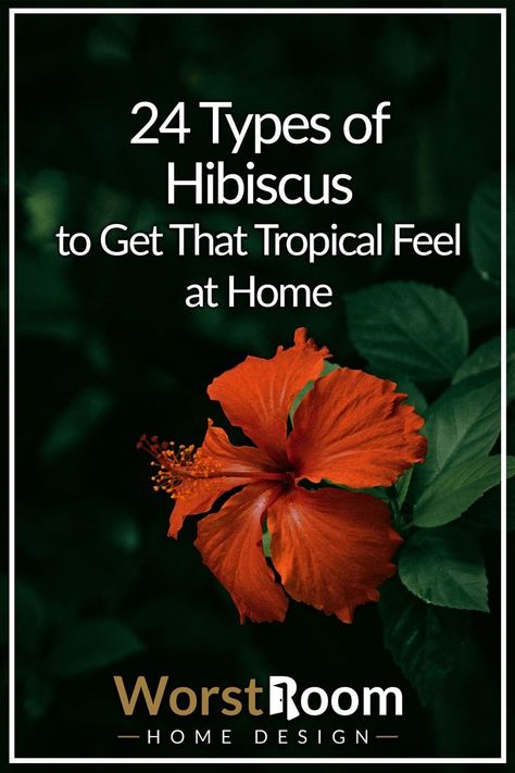 types of hibiscus China Rose, Hibiscus Flower, Flowers Garden, Hibiscus Flowers, Green Thumb, The Earth, Different Types, Hibiscus, You Must