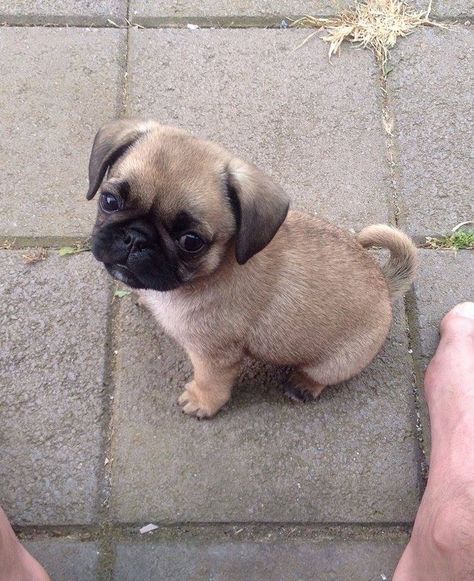 Anjing Pug, Cutest Animals On Earth, Cute Pug Puppies, Baby Pugs, Super Cute Puppies, Cute Small Animals, Really Cute Dogs, Cute Little Puppies, Pretty Dogs