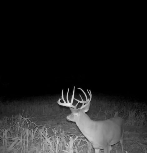 Whitetail Bucks, White Tail, Deer