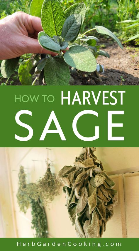 Learn the best methods for harvesting sage and drying it for optimal results. Learn sage preservation hacks -- and how to properly dry and store this culinary herb. Harvesting Sage, Sage Plants, Preserve Fresh Herbs, Dry Sage, Drying Fresh Herbs, Sage Herb, Companion Gardening, Garden Companion Planting, Preserving Herbs