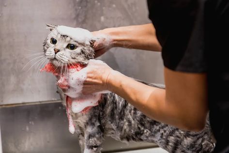 How often should you brush your cat? Can you give a cat a bath? Learn some easy cat grooming tips to make grooming your cat a breeze. Mobile Pet Grooming, Pet Taxi, Cat Groomer, Cat Grooming Tools, Cat Shampoo, Cat Skin, Cat Bath, Long Haired Cats, Pet Cleaning