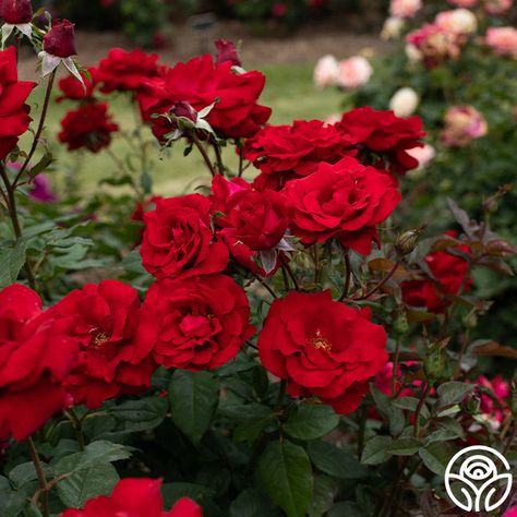 Oh My!™ Red English Rose, Mass Planting, Heirloom Roses, Army Pics, Glamour Nails, Types Of Roses, Family Garden, Flower Art Images, Animal Coloring